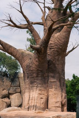 Kayalık bir arazide dik duran Baobab ağacı eşsiz yapısını ve doğal çevresini vurguluyor. Afrika vahşi doğasının özünü yakalıyor..