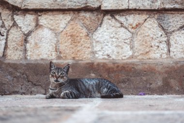 Şık ve tapılası bir kedi, sakin bir açık hava ortamında rahat ve rahat bir şekilde uzanır.