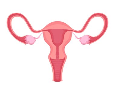 Kadın üreme sisteminin vektör çizimi izole edildi. Rahim, fallop tüpleri ve yumurtalıklar anatomiyi, jinekolojiyi ve üreme sağlığını vurguluyor..