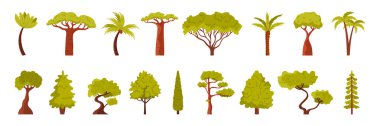 Orman ve bahçe ağacı seti. İlkbahar ve yaz tropikal muz ve hindistan cevizi, hurma palmiyesi ve her zaman yeşil olan ladin, baobab ve İngiliz meşe karikatür çizimi içeren yeşil ağaçlar koleksiyonu.