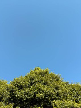 Güney İspanya 'da açık mavi gökyüzü altında canlı yeşil çalılıklar, arka planlar, doğa kavramları, rahatlama ve Akdeniz manzaraları için mükemmel..