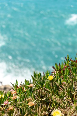 Parlak turkuaz Atlantik Okyanusu manzaralı, doğa, seyahat ve rahatlama temaları için mükemmel, güneşli bir Lizbon kıyısı uçurumunda sarı çiçekli canlı bitkiler yetişir..