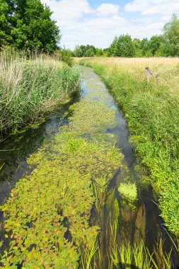 Almanya 'nın Hannover bölgesindeki doğa parkı ormanlarında yeşil sualtı bitkileriyle temiz su akıntısı
