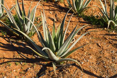 Aloe vera pharmaceutical plants field in the Mediterranean island of Crete, Greece.