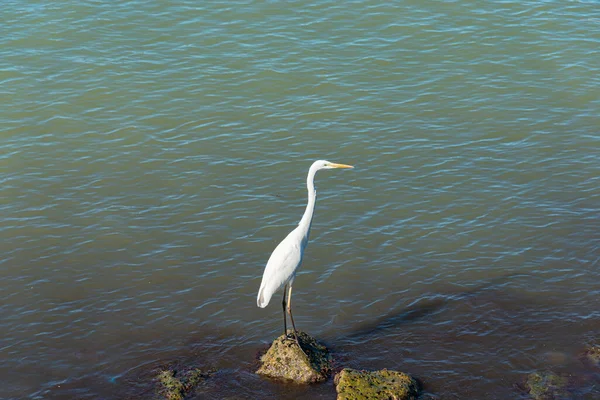 一条脖子伸展的白鹭站在一块海岩上寻找要捕捉的鱼 — 图库照片