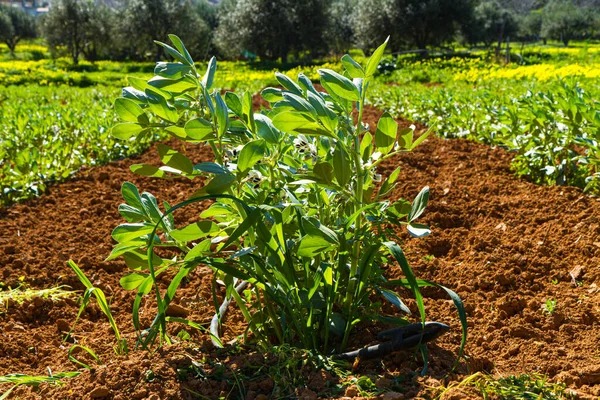Taze Gübrelenmiş Sulama Toprağında Yetişen Sıralı Genç Fasulye Bitkileri Tarım — Stok fotoğraf
