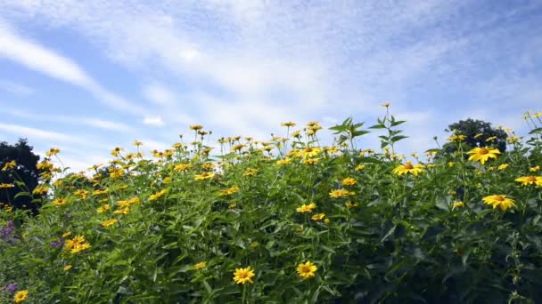 Żółte Stokrotki Łóżko Kwiat Przed Niebieskim Częściowo Zachmurzone Wiosenne Niebo — Wideo stockowe