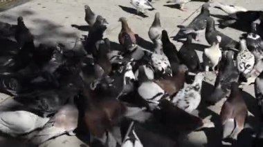 Ekmek kırıntıları ve tohumlarla beslenen güvercin sürüsü..