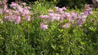 İlkbahar şehir parkı bahçelerinde pembe çiçek bitkileri