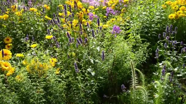 Flower Plants Variety Springtime City Park Gardens — Stock Video