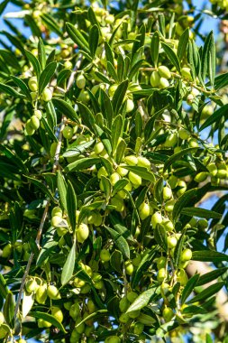 Zeytinlerle dolu zeytin dalı hasat etmeye hazır. Heraklion, Girit, Yunanistan