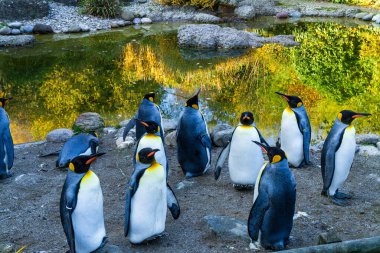 Güneşli bir yaz gününde hayvanat bahçesi göletinde duran güzel bir kral pinguen grubu.