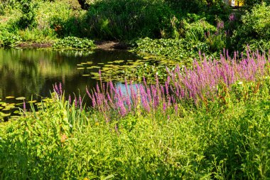 Beautiful aquatic plant lotus flower green leaves floating on tranquil water in pond at city botanical gardens Bremen, Germany clipart