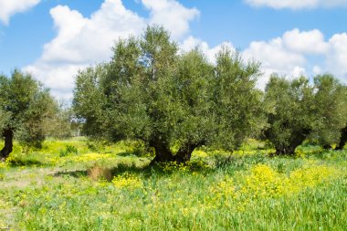 Akdeniz zeytin ağaçları yeşiller ve kısmen bulutlu gökyüzü, Girit Adası, Yunanistan