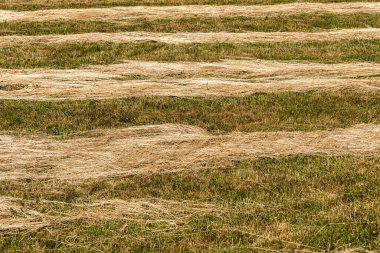 Tahıl hasadından sonra bir buğday tarlasında kırlangıçların doğa çizgileri dokusu