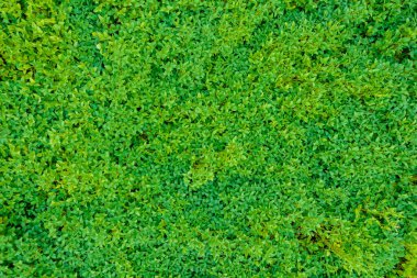 Soya fasulyesi tarlası, tozlu ekinlerin yetiştirilmesi. Yeşil arkaplan, mesaj için yer. Tarım.