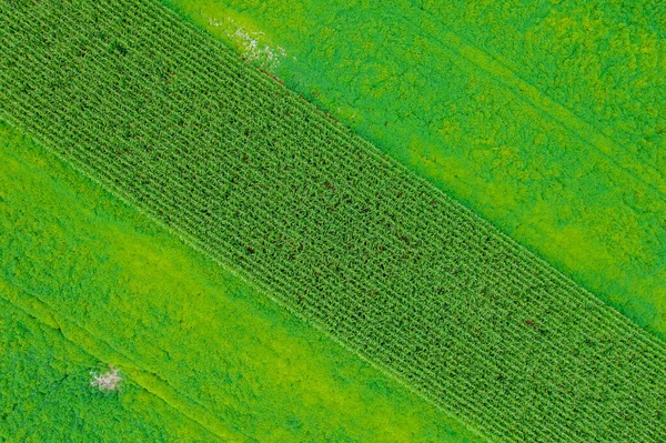 Zielone Pole Kukurydzy Pszenicy Widok Góry Miejsce Pisanie Tekstów Rolnictwo — Zdjęcie stockowe