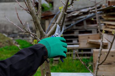 Fruit tree pruning. A gardener works with garden shears in the garden.
