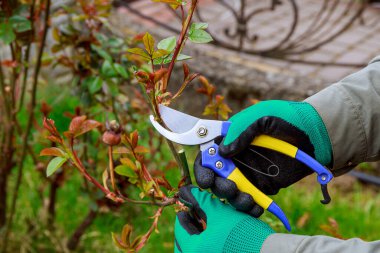 Pruning a rose in the garden with garden shears. The farmer works in the garden.
