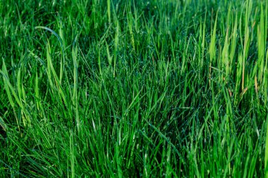 Green grass is covered with dew. Green natural background from grass.