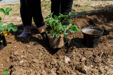 A woman puts a bush of berries in the ground. Transplanting berries in early spring.