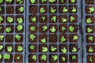 Seedlings of the leaf salad are exposed in a row in a greenhouse. Seedlings are prepared for planting. Fresh green lettuce leaves.
