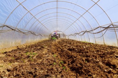 10 May 2021 Uzhhorod, Ukraine. A farmer is preparing a field using a small tractor plowing the land in a greenhouse. Work in a greenhouse.
