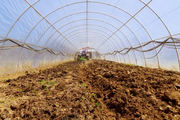 10 May 2021 Uzhhorod, Ukraine. A farmer is preparing a field using a small tractor plowing the land in a greenhouse. Work in a greenhouse.