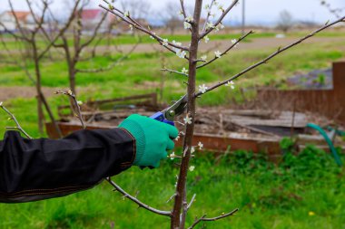 Fruit tree pruning. A gardener works with garden shears in the garden.