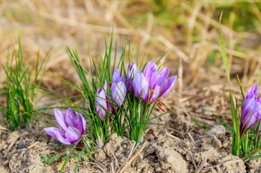 Crocuses bloomed in heaps on the saffron field. Saffron spice flowers.