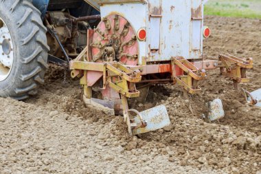 Planting potatoes in long rows with a small tractor. Agriculture. Growing potatoes.