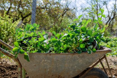 Berries in pots on a wheelbarrow. Transplanting berries in early spring.