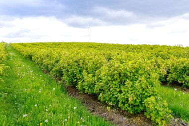 Black and red currant bushes grow in rows on the plantation under the blue sky. Growing berries. Agribusiness.