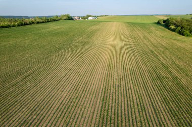 There is a field where young corn sprouts evenly in rows on a large scale.