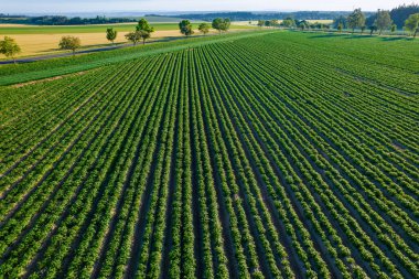 View from the top of a field where potatoes are being grown in long, even rows. Potato cultivation in large scale farming operations.