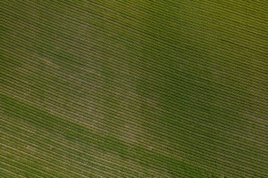 Potatoes are planted in large quantities in this field. Professional farming of potatoes.