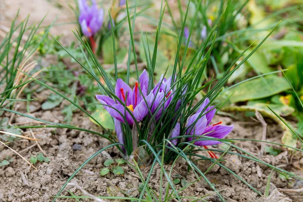 Purple crocuses grow in the field. Flowers from which red stamens are collected.