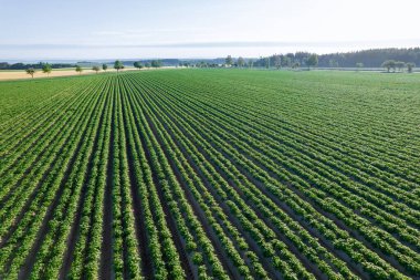 This is a top-down view of a field where, in long, even rows, potatoes grow in large quantities, such as those used in industrial agriculture.