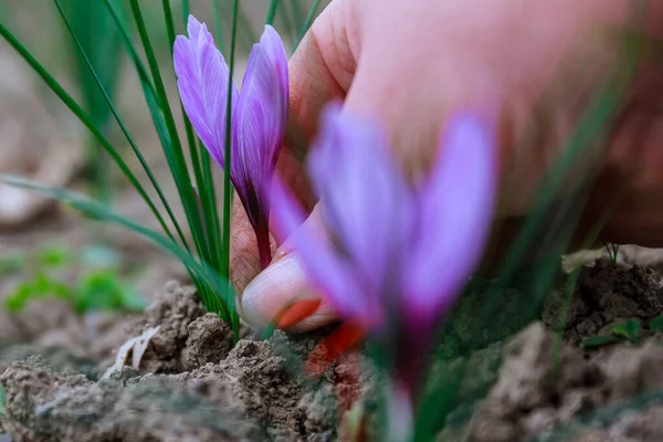 A saffron bud is plucked by a worker on a plantation. Each flower has three stamens.