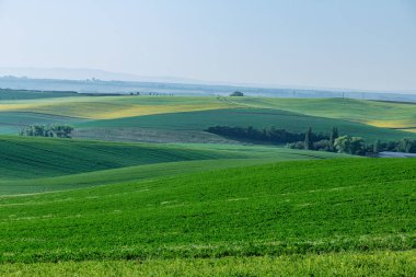 Landscape of a green and yellow field in a foggy morning. Fresh air in the mountains. Birds eye view.