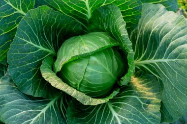 Erken lahana bir serada toprakta yetişir. Sebze yetiştiriyorum.