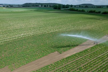 Patatesli tarla sulanır. Modern sulama. Patatesleri kuraklıktan korumak için..