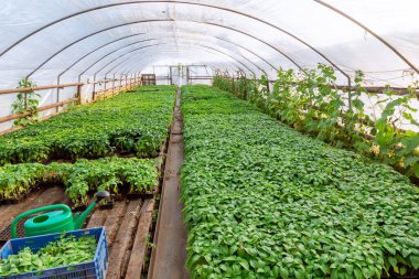 Serada çok sayıda biber tohumu var. Biber fidelerinin yetiştirilmesi. Bitkilerin ekilmeye hazırlanması.
