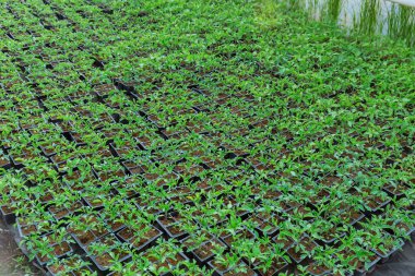 Seradaki plastik saksılarda taze domates fideleri ekmeye hazır..