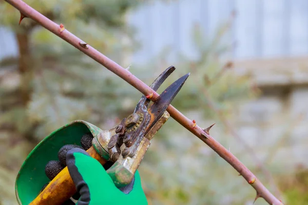 Jardineiro Corta Ramo Espinhoso Uma Rosa Com Tesouras Jardim Cuidar — Fotografia de Stock