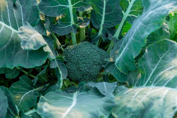 Brokuły Zielone Kapusta Organiczna Rosnąca Szklarni Rosnące Świeże Warzywa — Zdjęcie stockowe