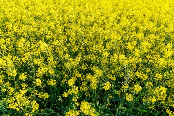 Yellow Rapeseed Field Bloomed Yellow Flowers Background Green Trees — Stock Photo, Image