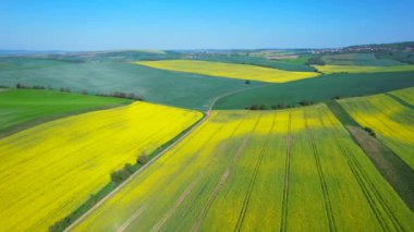 İnsansız hava aracı atışı, güzel açan kolza tohumu tarlaları ve Csezh Cumhuriyeti 'ndeki tepelik arazide buğday tarlaları. Tarım alanları sarı ve yeşil renklerde. Mısır gevreği ekimi.
