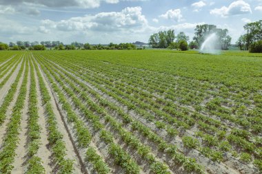 Tarlada patates sulamak, tarımda sebze sulamak. Patateslerin güneşten korunması.