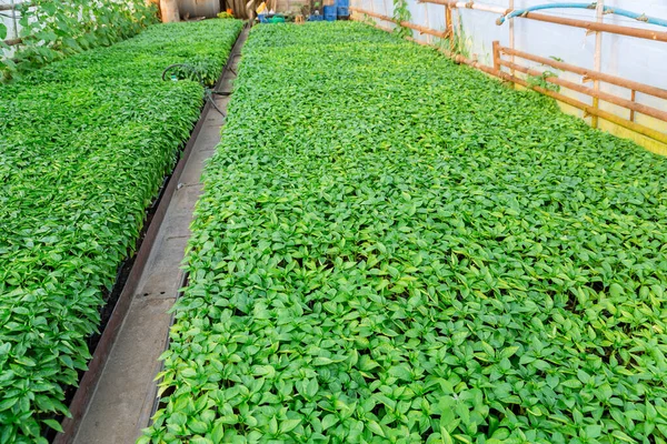 Serada Taze Biber Fideleri Tohumlar Ekilmeye Hazır Sebze Yetiştiriyorum — Stok fotoğraf